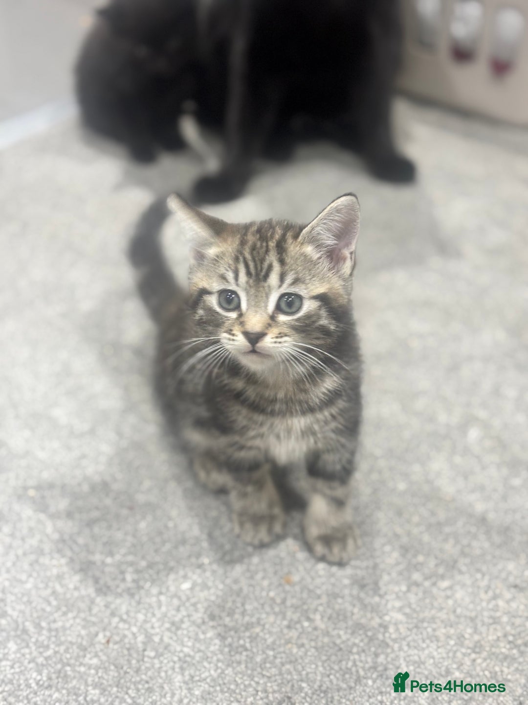 British Shorthair cats for sale: 3 beautiful tabby kittens with Maine coon  - Image 7