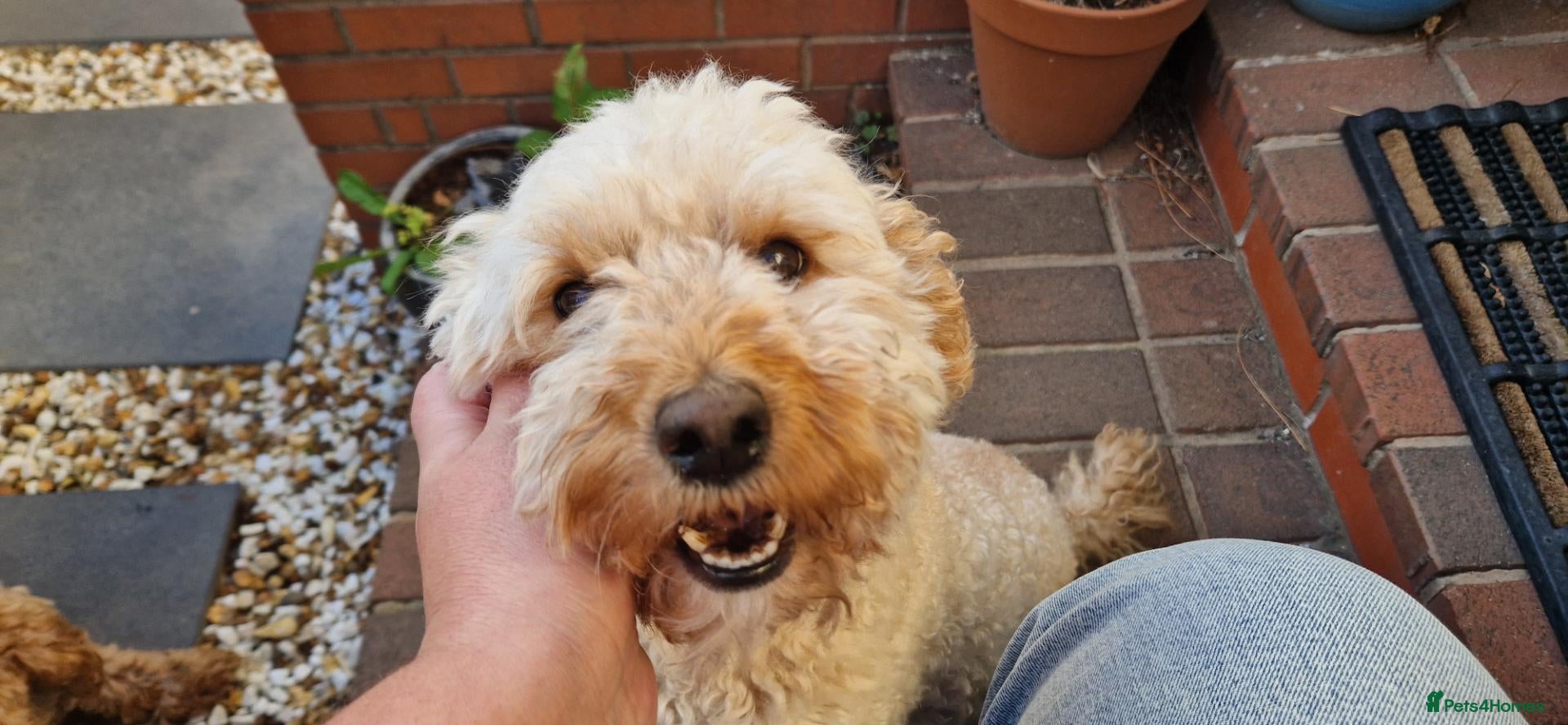 Mixed Breed dogs for sale: ADORABLE DOODLE PUPPIES – TAKING ENQUIRIES NOW!  - Advert 2