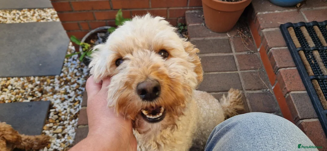 Mixed Breed dogs for sale: ADORABLE DOODLE PUPPIES – TAKING ENQUIRIES NOW!  - Advert 2