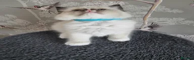Ragdoll 2