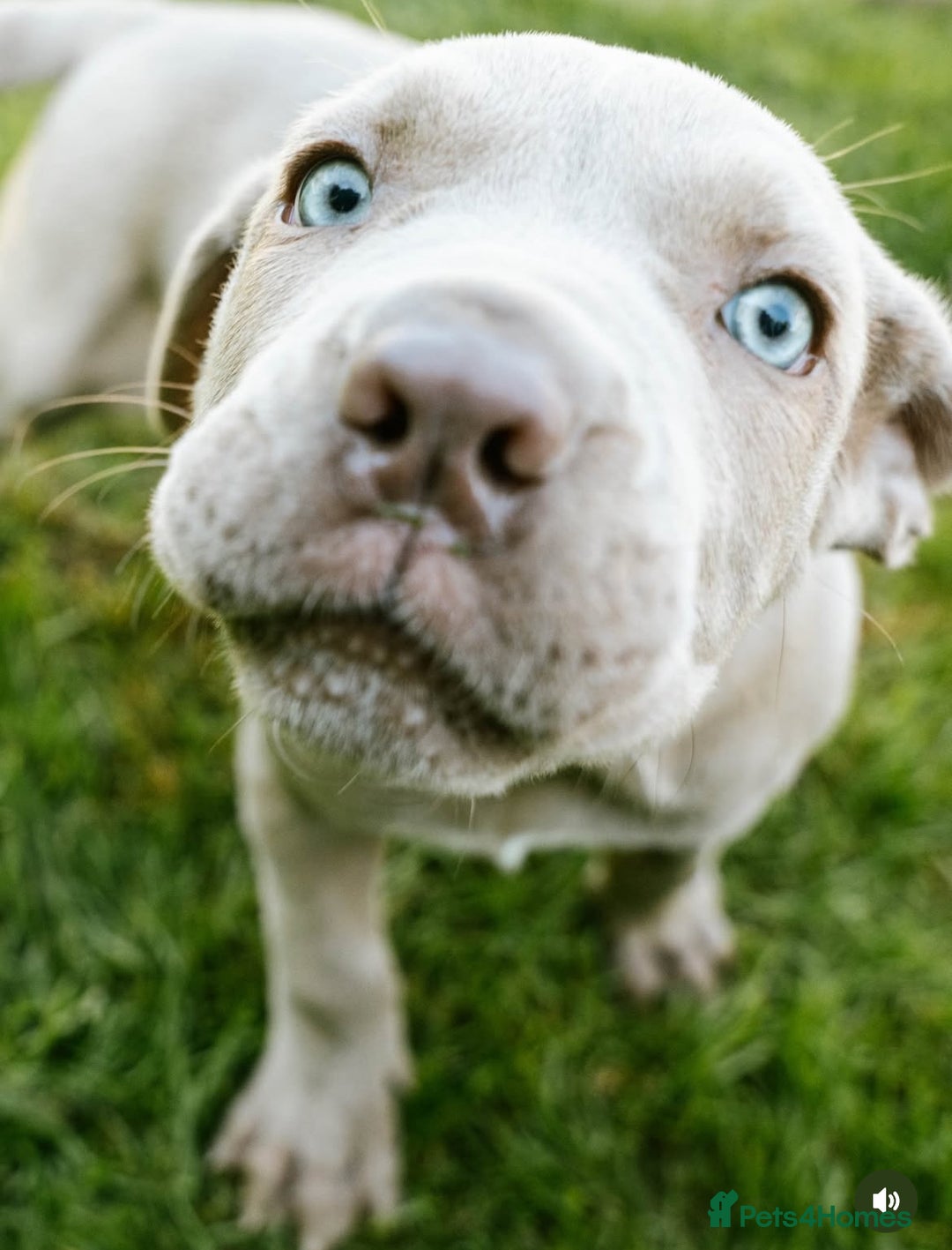Mastiff dogs for sale: Mastiff pups  - Image 5