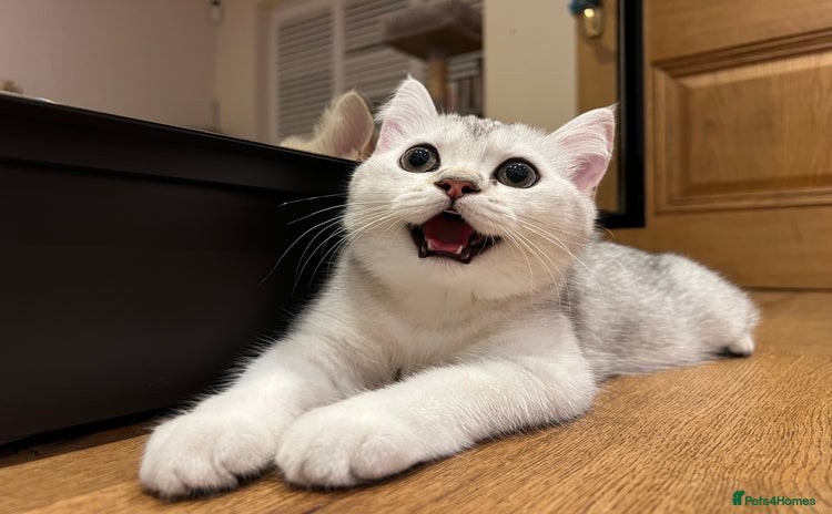 Scottish Fold cats - Advert 1