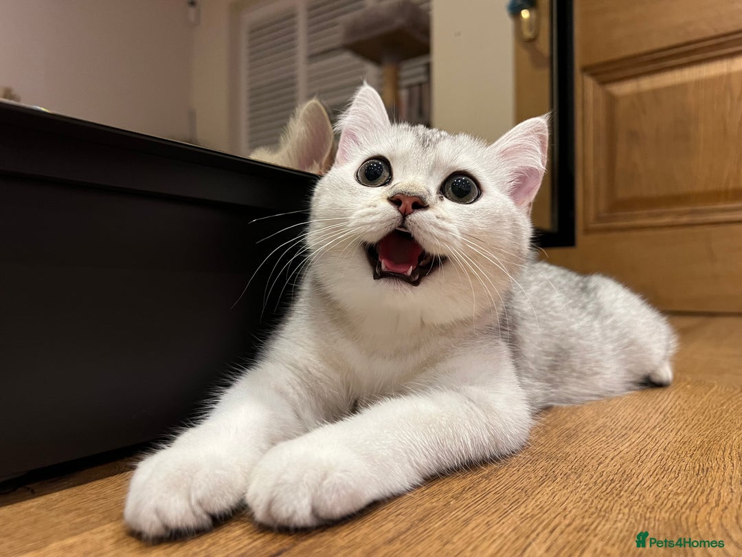 Scottish Fold cats for sale: 😻😻😻 Last beautiful girl 😻😻😻 - Image 1