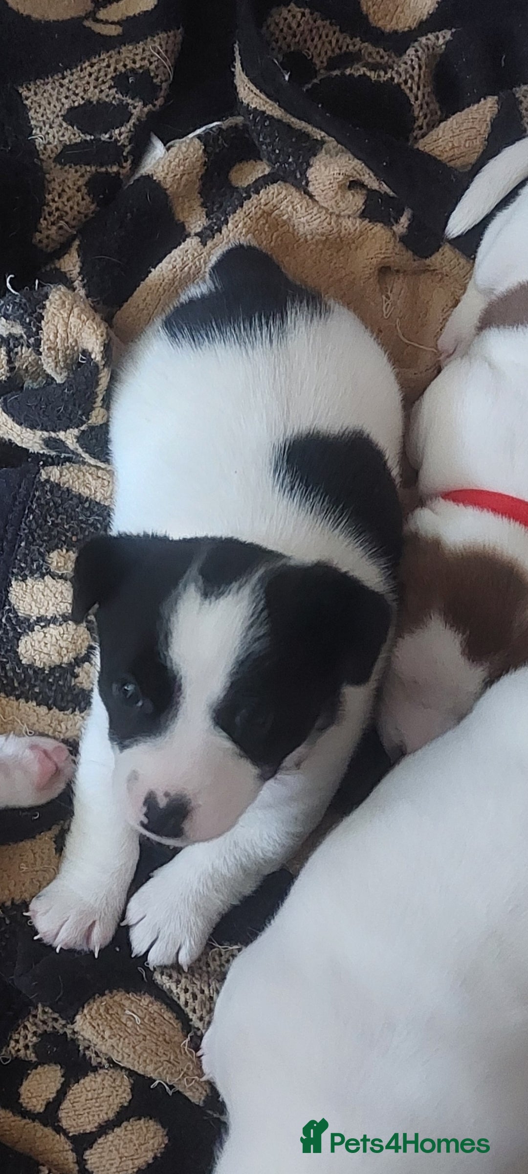 Jack Russell dogs for sale: Truly Superb  Russels - Advert 19