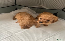 Cavapoo dogs for sale: Cavapoo puppys - Image 3