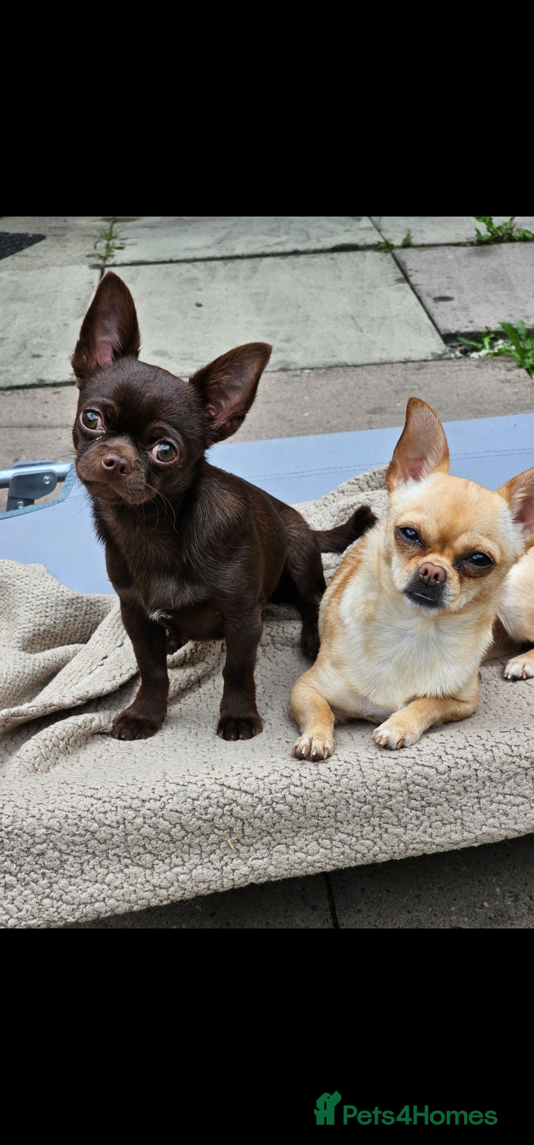 Chihuahua dogs for sale: Chihuahua  - Advert 13