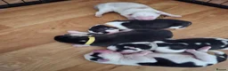 Siberian Husky dogs for sale: SIBERIAN HUSKY PUPS, 4 GIRLS, 1 BOY  - Advert 8