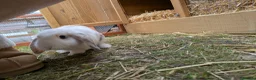 Dutch rabbits for sale: Bonded 10 week old dutch x french lop sisters - Advert 6