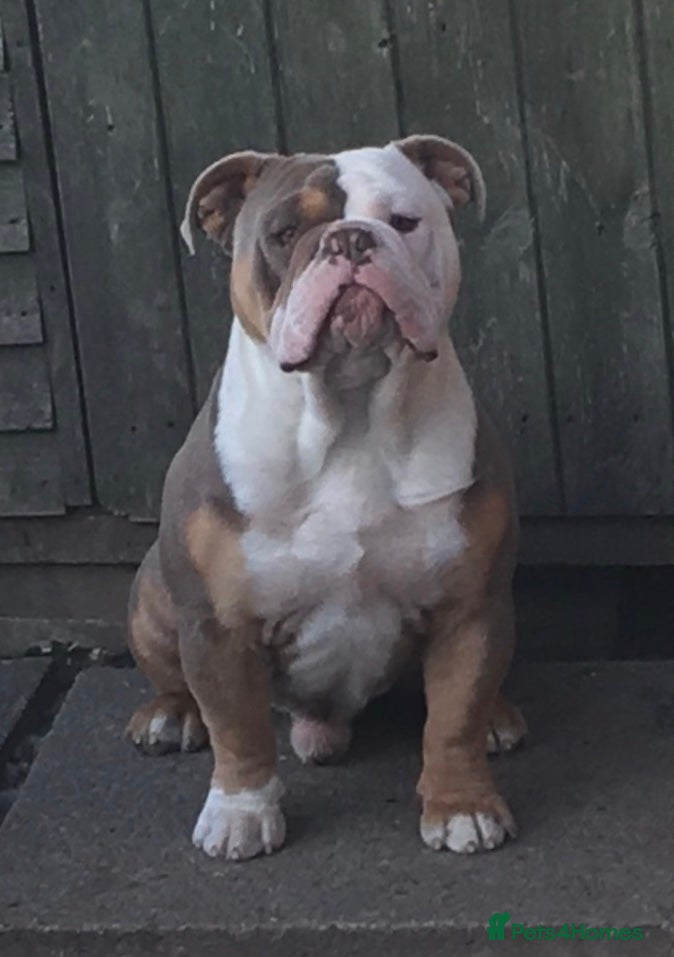 Old Tyme Bulldog dogs old English bulldog  in Sunderland - Advert 1