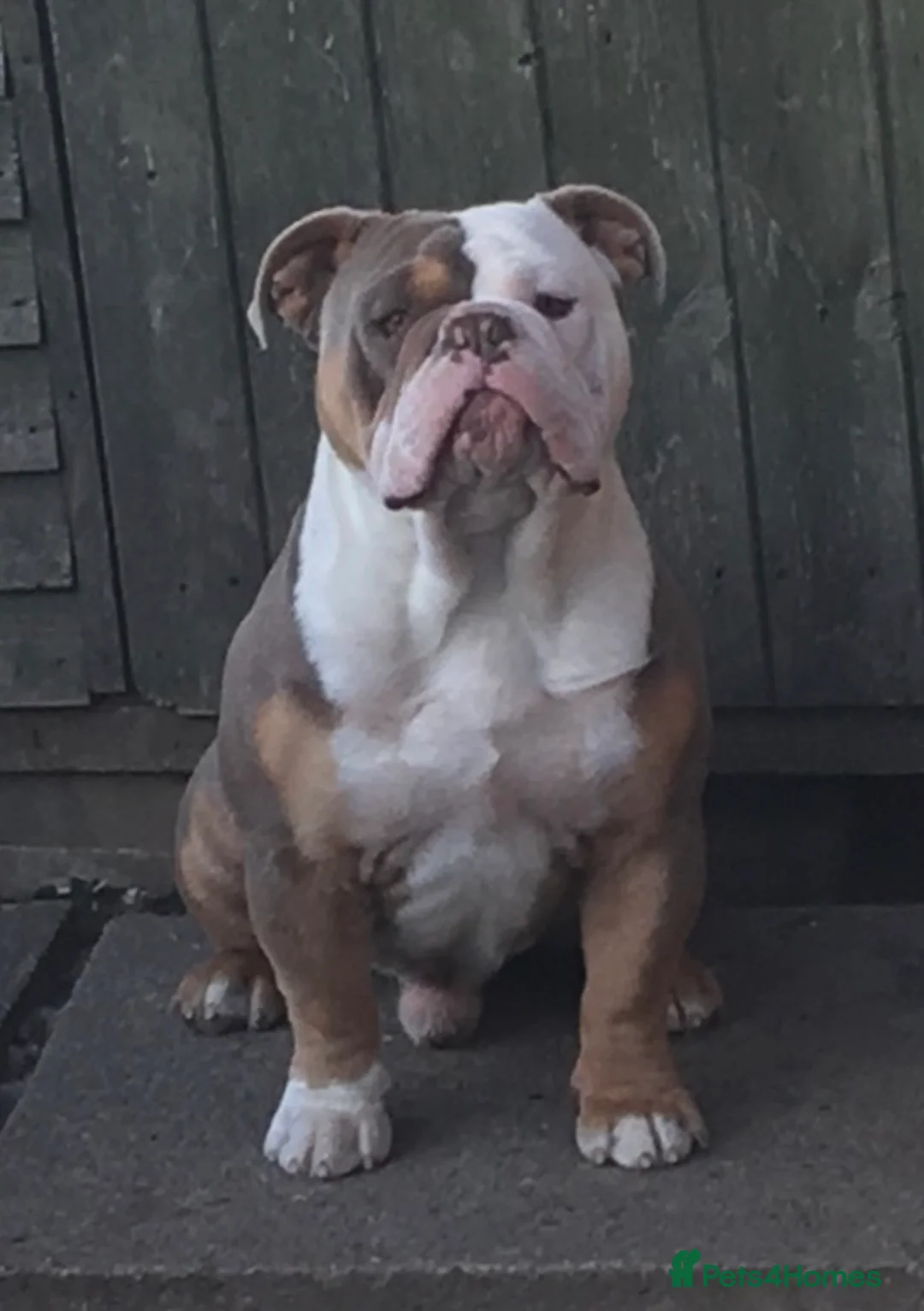 Old Tyme Bulldog dogs for stud: old English bulldog  - Advert 2