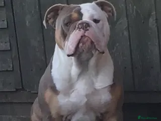 Old Tyme Bulldog dogs old English bulldog - Advert 1