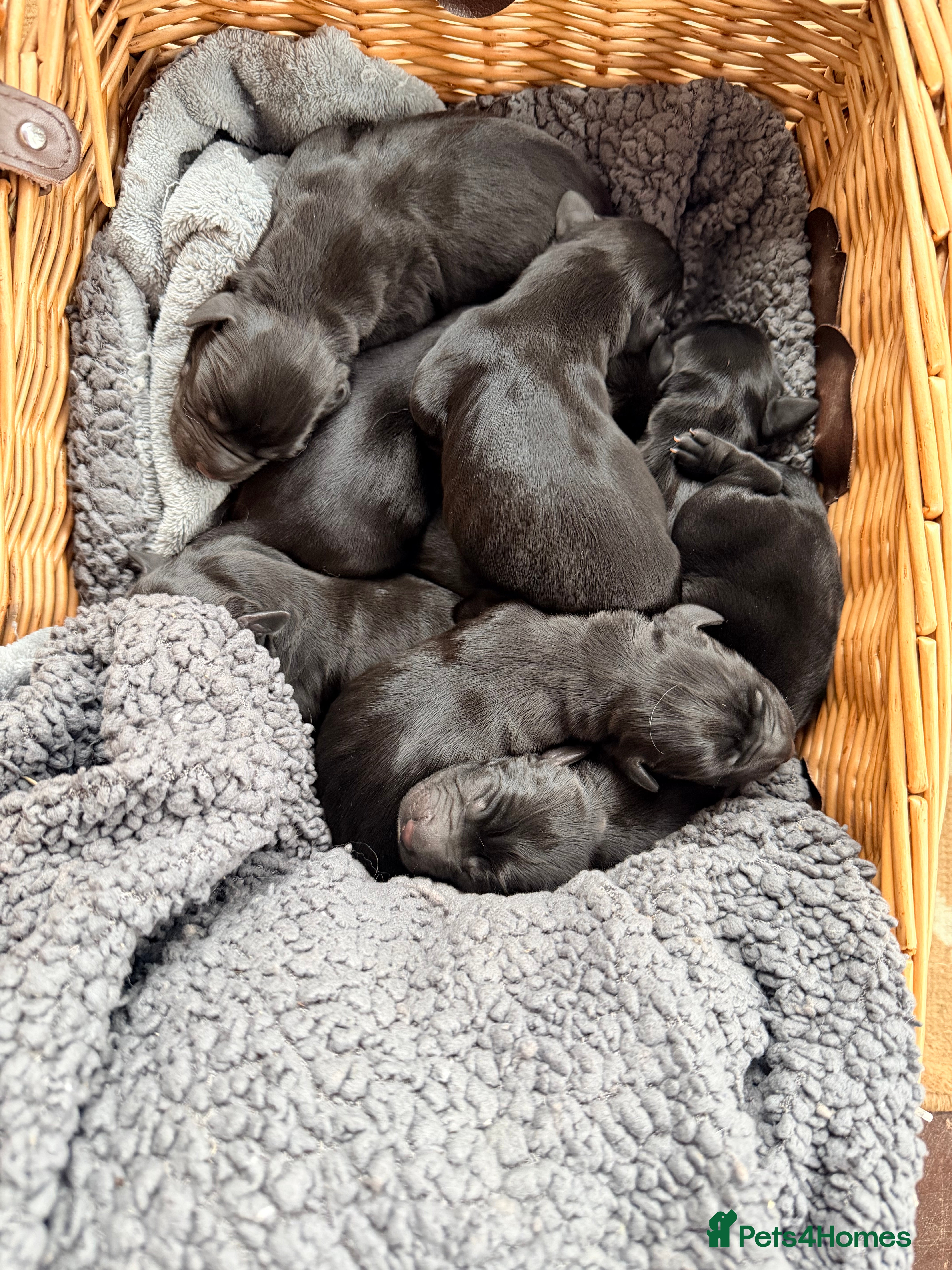 Springador dogs Springadors - Advert 4