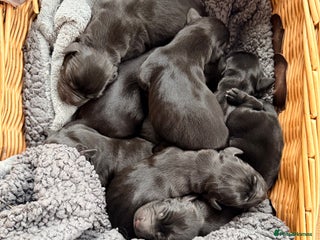 Springador dogs Springadors - Advert 4