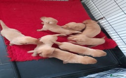 Labrador Retriever dogs for sale: Red fox labrador puppy's  - Image 4