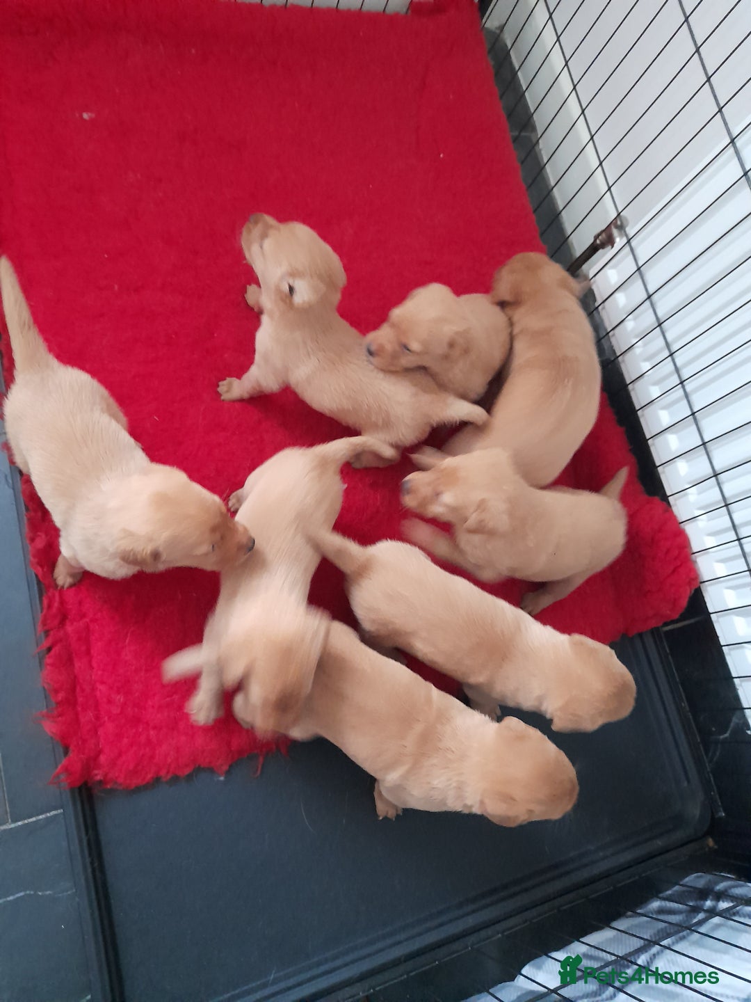 Labrador Retriever dogs for sale: Red fox labrador puppy's  - Image 4