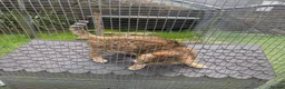 Bengal cats for sale: Adorable adult Bengal Pair - Advert 11