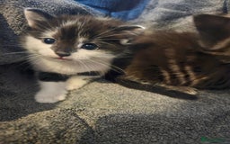 Russian Blue cats for sale: Russian blue mix - Image 7