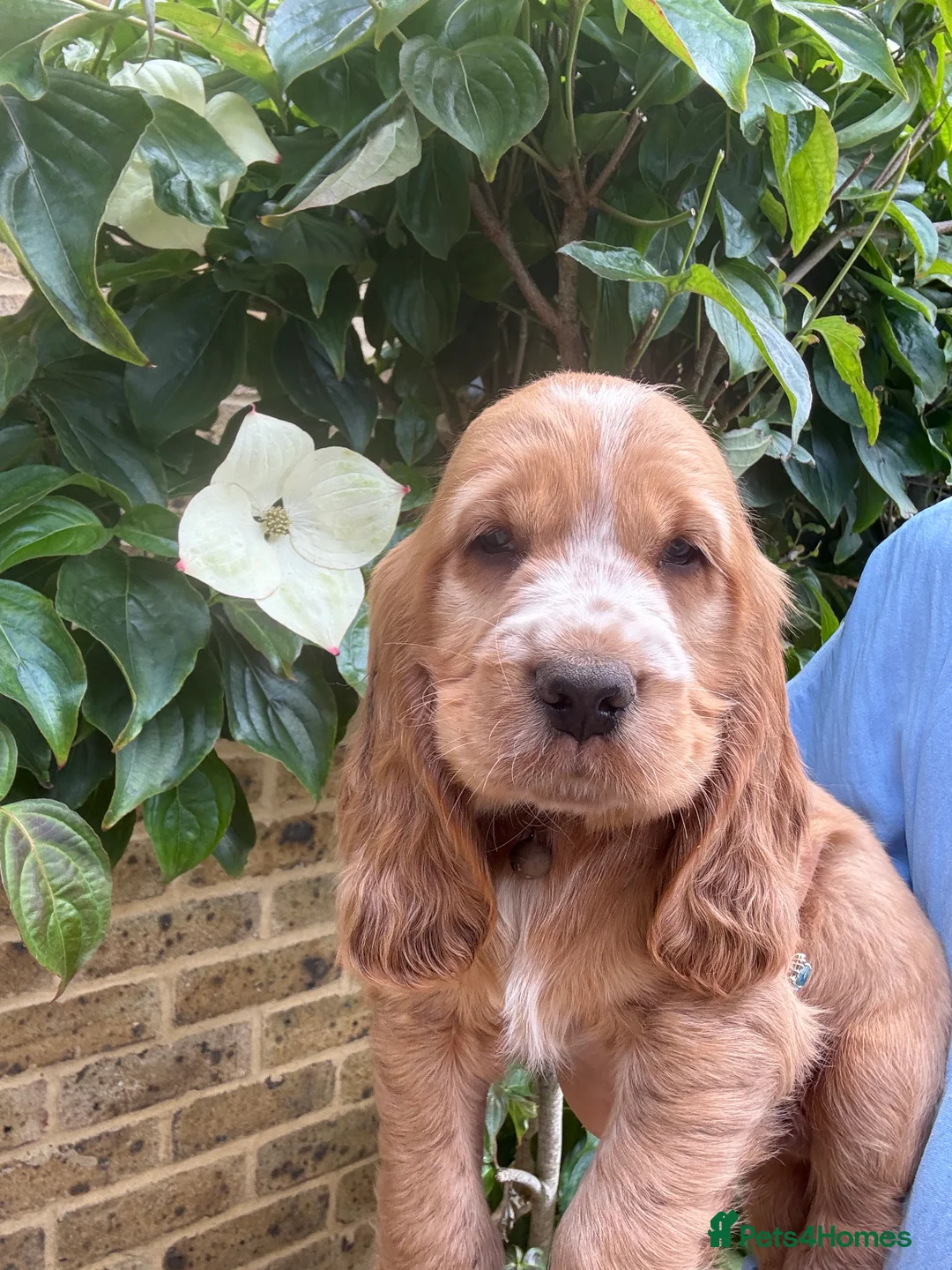 Cocker Spaniel dogs for stud: 🌟 🌟 🌟 English cocker spaniel for stud  in Hook - Advert 5