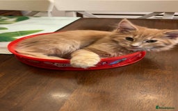 Maine Coon cats for sale: Maine coon  - Advert 2