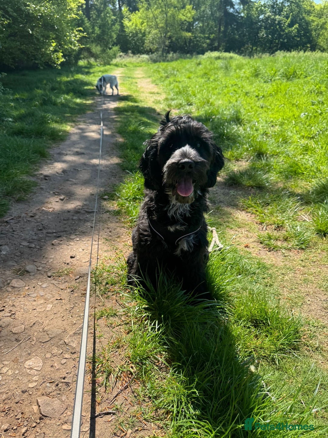 Cockapoo dogs for sale: Rio - 9 months old - Image 7