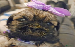Shih Tzu dogs for sale: Shitz shu puppies  - Image 3