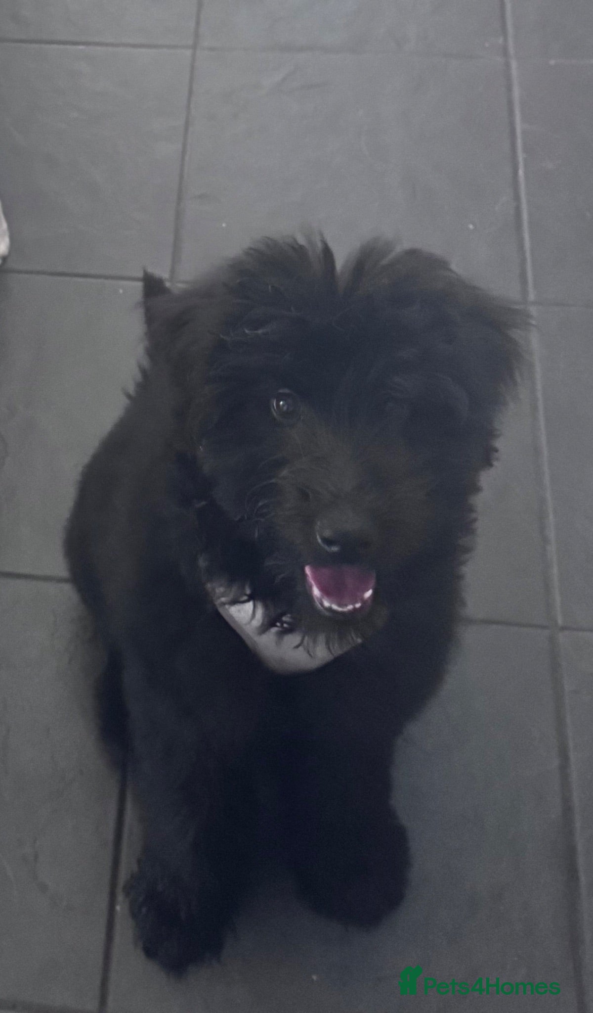 Labradoodle dogs Teddy - Advert 3