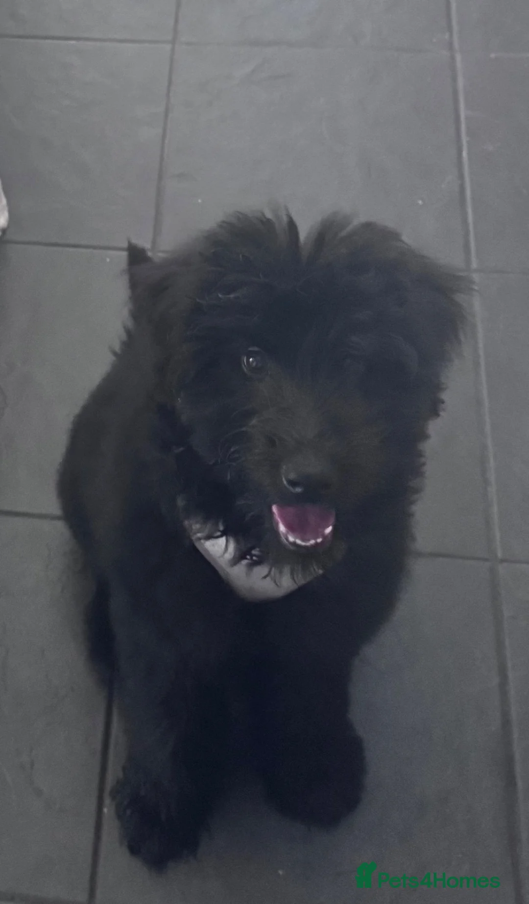 Labradoodle dogs for sale: Teddy - Advert 1