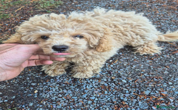 Maltipoo dogs - Advert 9