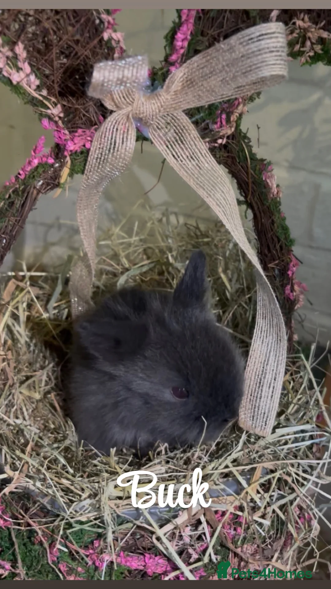 Lionhead rabbits for sale: Lion head  - Advert 6