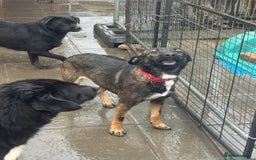 Mixed Breed dogs for adoption: Bubbles - Norwich Norfolk  - Advert 15