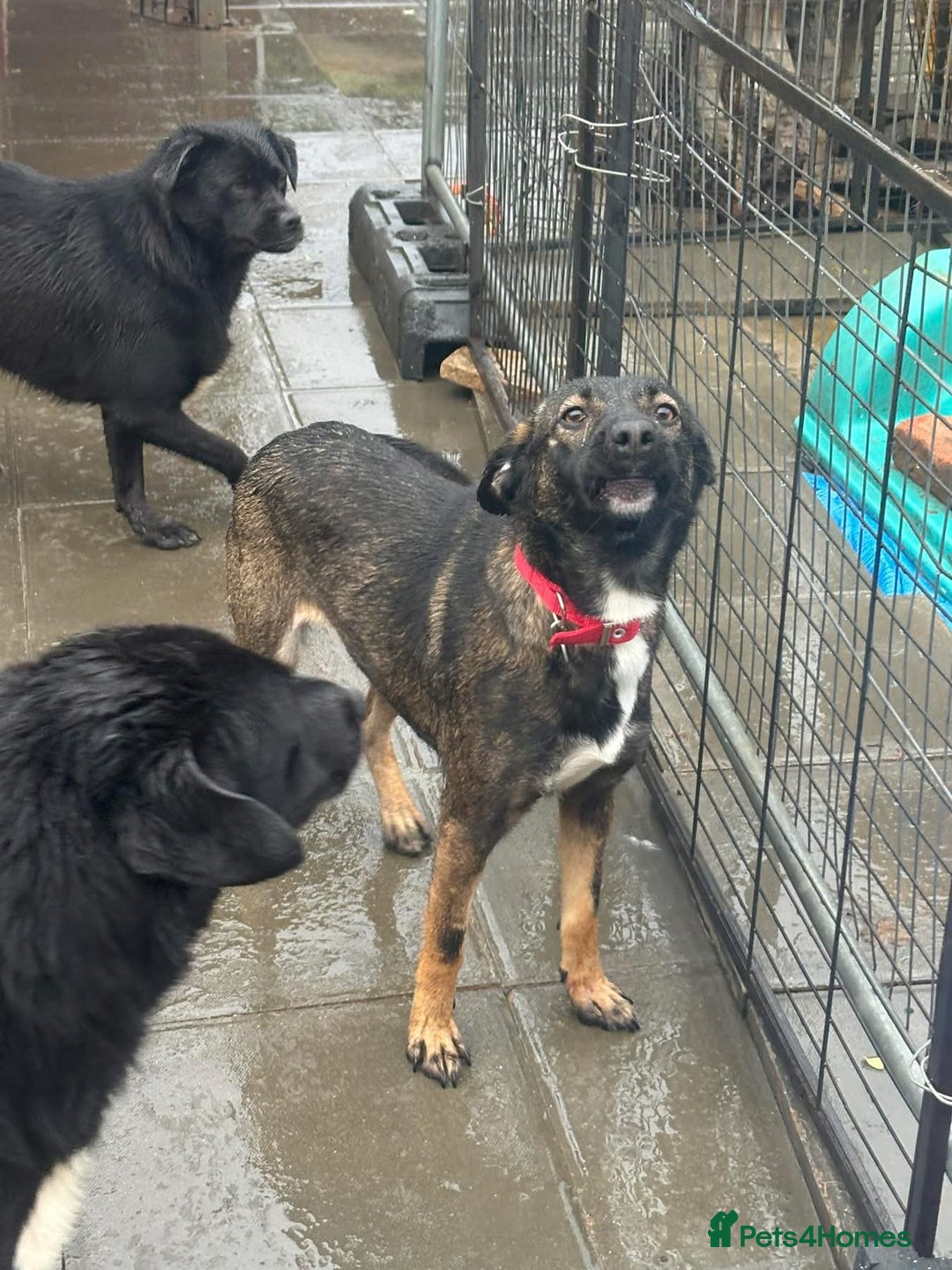 Mixed Breed dogs for adoption: Bubbles - Norwich Norfolk  - Advert 15