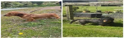 Dachshund dogs for sale: Standard wirehaired dachshund  in Kelso - Advert 3