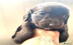 Cocker Spaniel dogs for sale: Exceptional working cocker spaniels  - Image 4