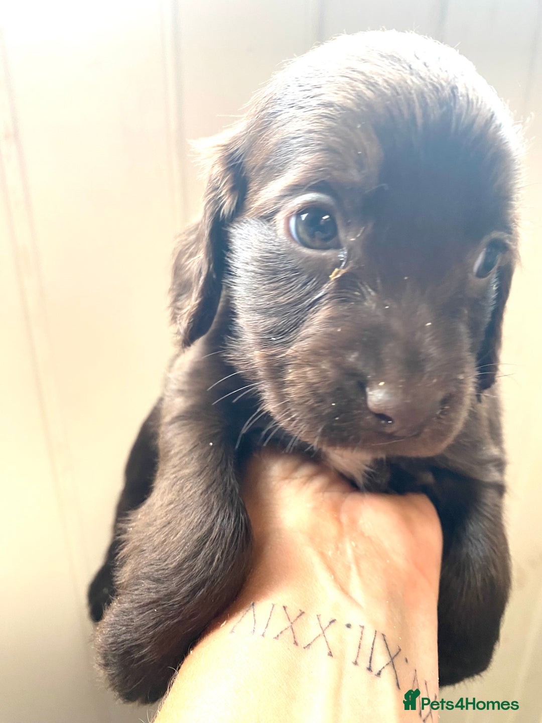 Cocker Spaniel dogs for sale: Exceptional working cocker spaniels  - Image 4
