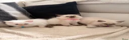 Ragdoll cats for sale: We have 4 beautiful Ragdoll Kittens in Telford - Advert 9