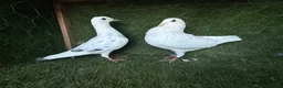 Pigeons birds for sale: Beautiful Vaccinated Pigeons – Quick Sale £20 - Advert 17