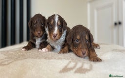 Bordoodle dogs for sale: OUTSTANDING *TRI COLOUR* MINIATURE BORDOODLES - Image 2
