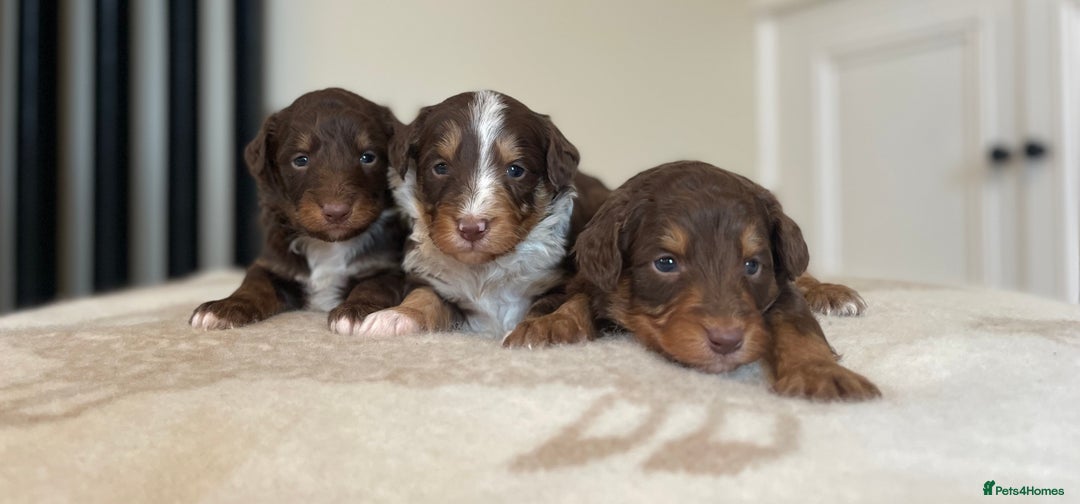 Bordoodle dogs for sale: OUTSTANDING *TRI COLOUR* MINIATURE BORDOODLES - Image 2