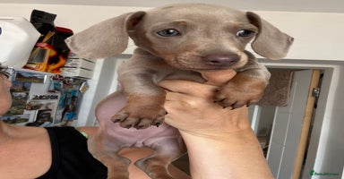 Miniature Dachshund dogs - Advert 1