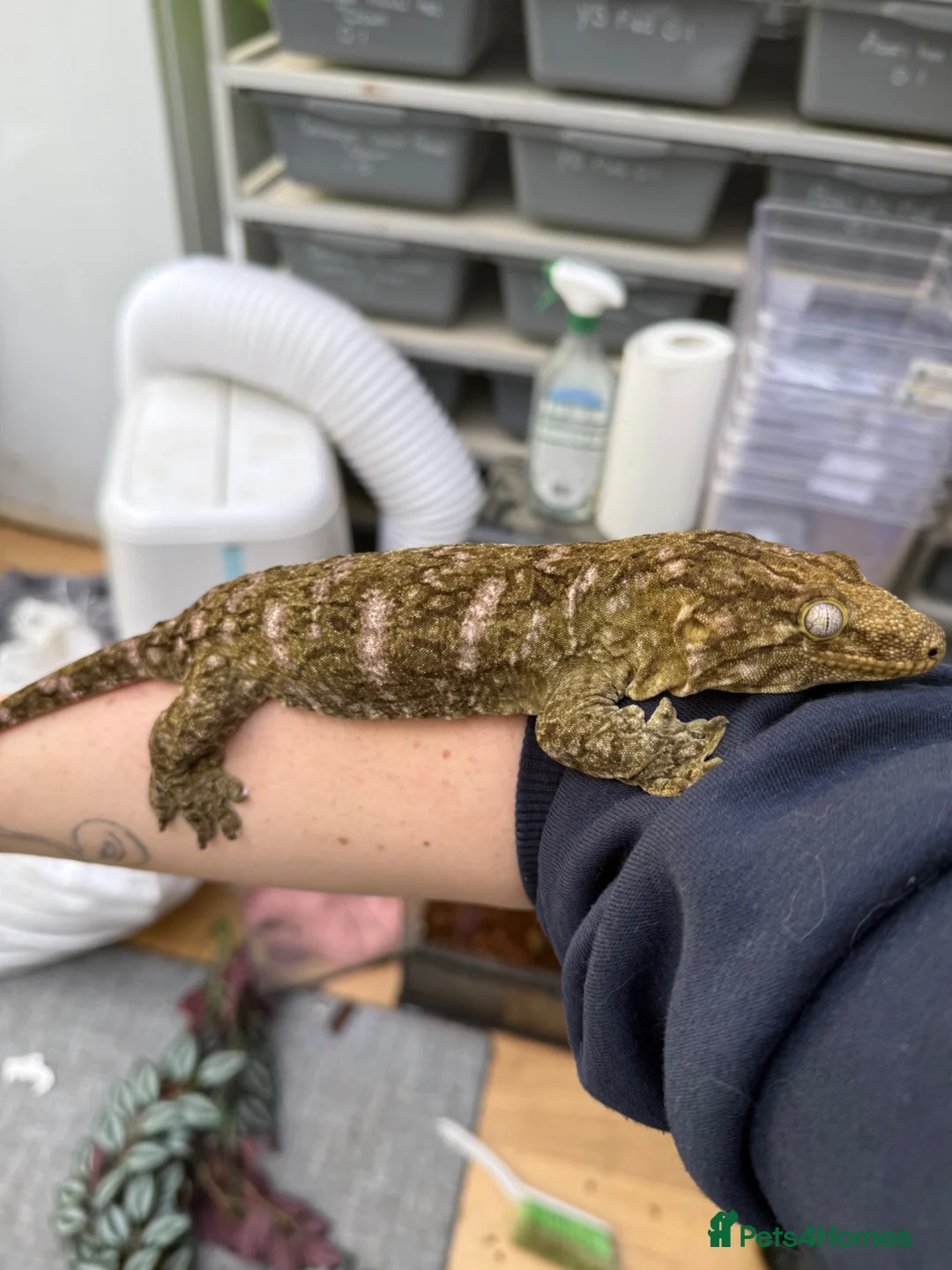 Gecko reptiles for sale: 2 x Leachianus and Bearded Dragon for sale  - Advert 3