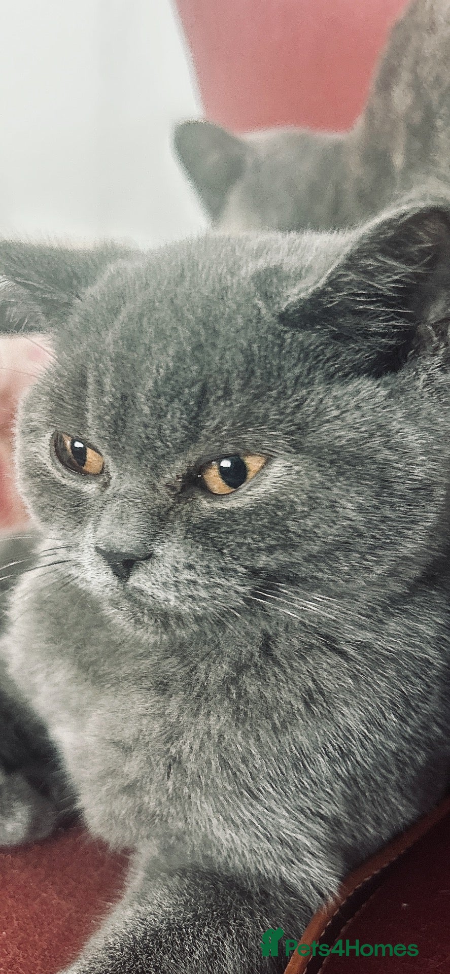 British Shorthair cats Beautiful kitten girls 💖 one blues girl left - Advert 2