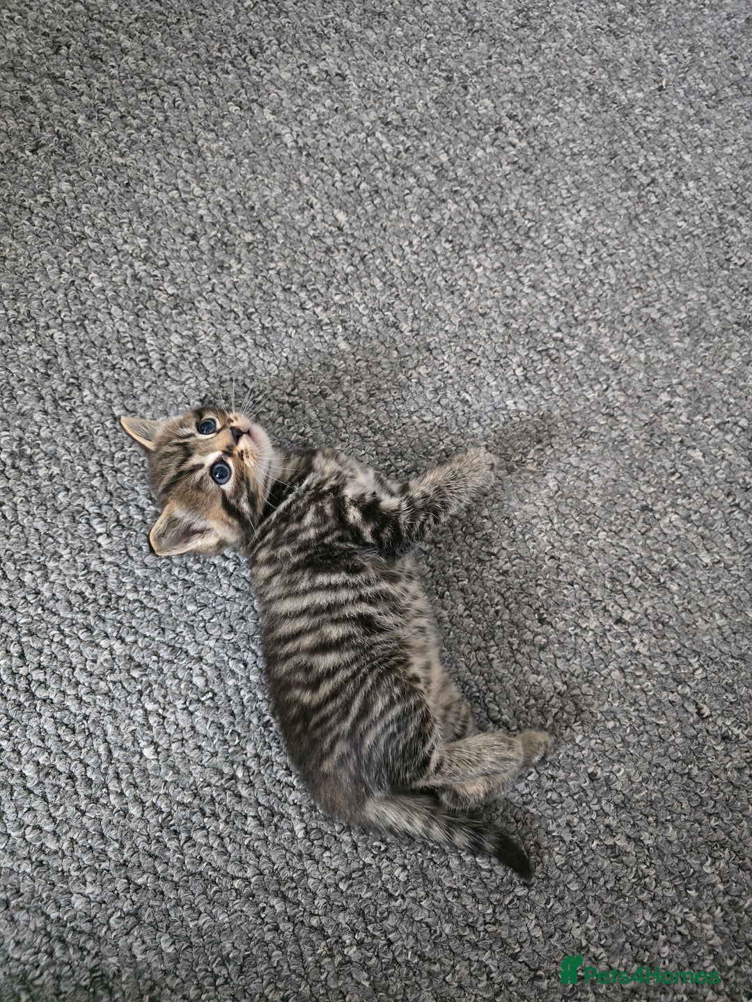 Mixed Breed cats for sale:  kittens avaliable now - Image 10