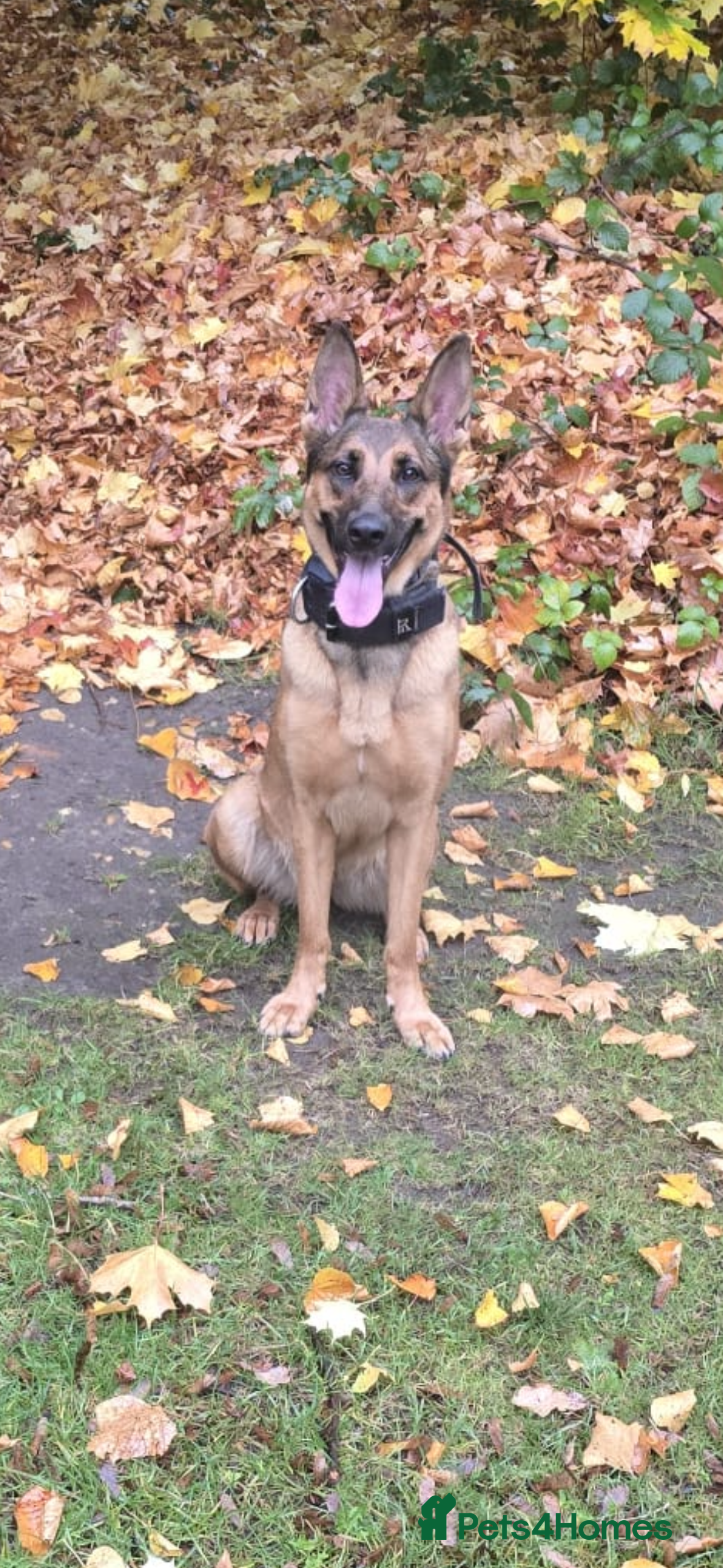 Belgian Shepherd Dog dogs Belgian Malinois Puppies  - Advert 18