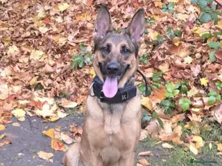 Belgian Shepherd Dog dogs Belgian Malinois Puppies - Advert 18