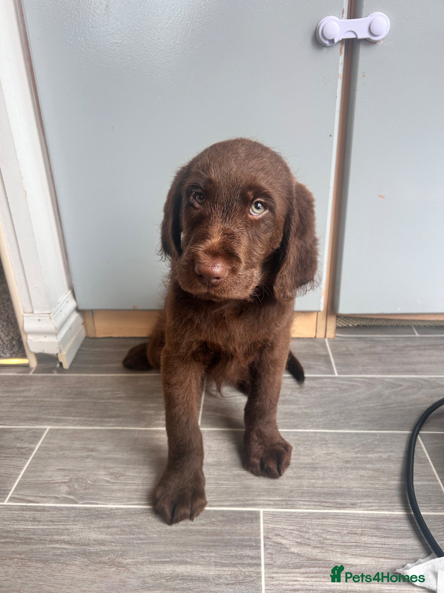 Labradoodle dogs Labradoodle puppies! READY NOW - Advert 12