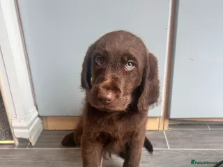 Labradoodle dogs Labradoodle puppies! READY NOW - Advert 1