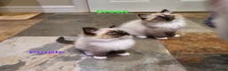 Ragdoll cats for sale: Stunning GCCF Registered Ragdoll Kittens. - Advert 33