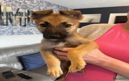 German Shepherd dogs for sale: German Shepherd puppies - Image 3