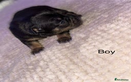 Mixed Breed dogs for sale: 7 Beautiful French Bulldog/cocker spaniel puppies. - Image 8