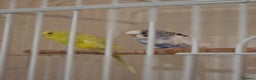 Budgerigars birds for sale: Birds - Advert 3